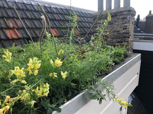 Hovenier en klusjesman in Rotterdam legt groendak aan